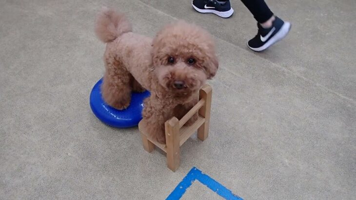 犬の幼稚園 たろうくんとトレーニング