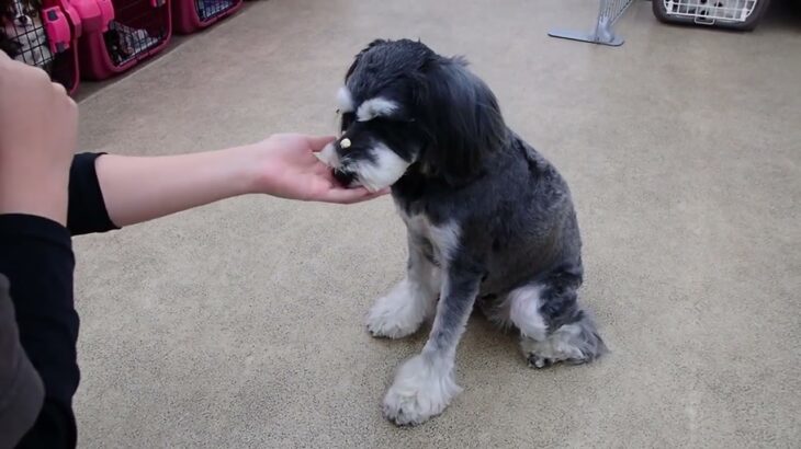 犬の幼稚園 アオくんとトレーニング