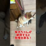 みんな必死になってトレーニングするんです #柴犬 #噛む #犬