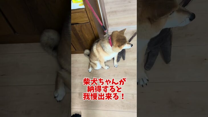 みんな必死になってトレーニングするんです #柴犬 #噛む #犬