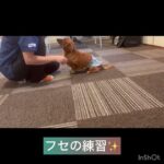 【犬の幼稚園】ぽん太くんの様子 #豊田駅 #犬のしつけ #ドッグスクール #犬の幼稚園#犬のトレーニング #動物看護師兼トレーナー #犬好き #ケージフリー #ペットホテル #パピークラス