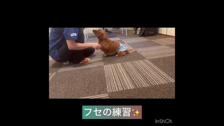 【犬の幼稚園】ぽん太くんの様子 #豊田駅 #犬のしつけ #ドッグスクール #犬の幼稚園#犬のトレーニング #動物看護師兼トレーナー #犬好き #ケージフリー #ペットホテル #パピークラス