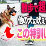 【しつけ教室】散歩で他の犬に興奮する…とある実践トレーニングで圧倒的に改善しました！