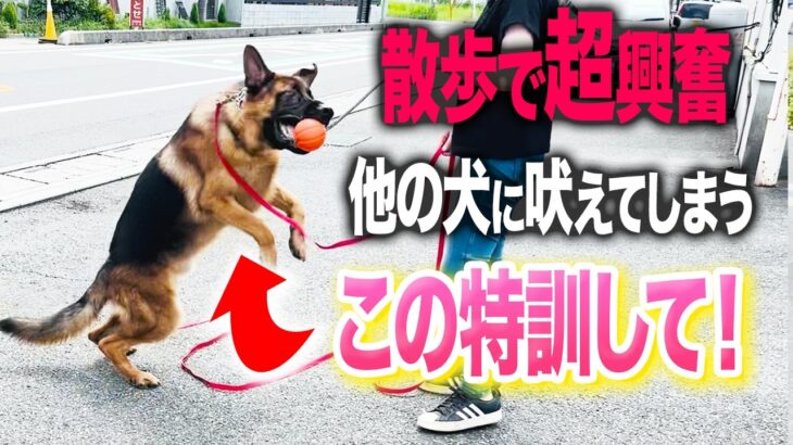 【しつけ教室】散歩で他の犬に興奮する…とある実践トレーニングで圧倒的に改善しました！