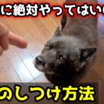 日本犬に絶対やってはいけない、最悪のしつけ方法ランキング【甲斐犬一休】けど、ちゃんと育てたら最強のパートナーです