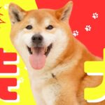 【柴犬】ドッグトレーナーの目線で柴犬について語ります！