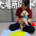 【永久保存版】犬のトイレが必ず成功するしつけの方法を認定ドッグトレーナーに教えてもらった！