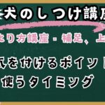 犬のしつけで罰はどう使うべきか