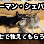 犬同士で教えてもらうもの…レイが怒られます　ジャーマン・シェパードのレイ