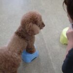 犬の幼稚園 ひなたくんとトレーニング