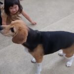 犬の幼稚園 ビオタンちゃんとトレーニング