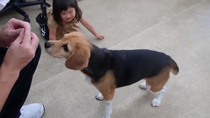 犬の幼稚園 ビオタンちゃんとトレーニング