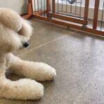 犬の幼稚園 レオくんとトレーニング