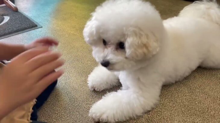 犬の幼稚園 ロージーちゃんとトレーニング