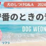 愛犬のお悩み無料相談　犬のしつけ　中西典子