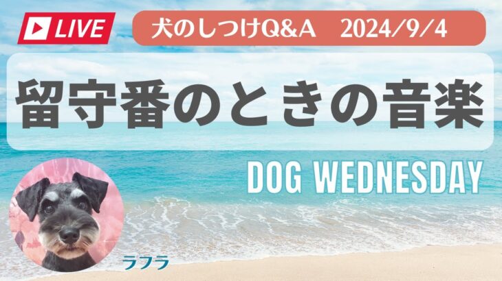 愛犬のお悩み無料相談　犬のしつけ　中西典子