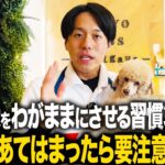 【しつけ】愛犬がわがままになってしまう習慣３選！当ては待ってたら要注意！