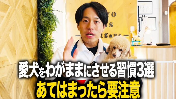 【しつけ】愛犬がわがままになってしまう習慣３選！当ては待ってたら要注意！