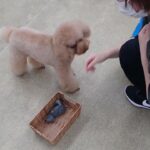 犬の幼稚園 ココくんとトレーニング