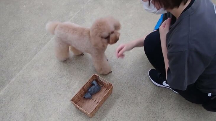 犬の幼稚園 ココくんとトレーニング