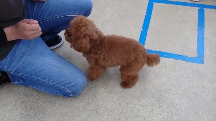 犬の幼稚園 ティアラちゃんとトレーニング