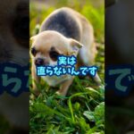 犬が怖がる、怒るのを直すための本当の方法#犬のいる暮らし #犬のしつけ #犬のいる生活