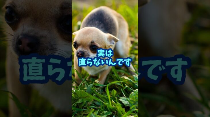 犬が怖がる、怒るのを直すための本当の方法#犬のいる暮らし #犬のしつけ #犬のいる生活