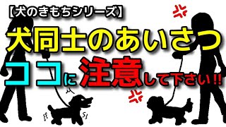 【犬 散歩 あいさつ】これやっていませんか？犬同士近づける時に注意すること！犬のしつけエマチャンネル【犬のしつけ＠横浜】