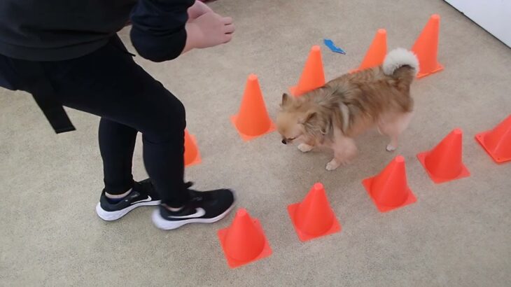 犬の幼稚園 くるみちゃんとトレーニング