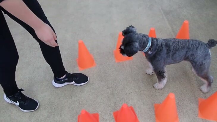 犬の幼稚園 レオンくんとトレーニング