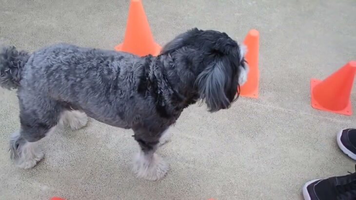 犬の幼稚園 アオくんとトレーニング