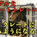 【ビーグル犬】【柴犬】【多頭飼育】【クレートトレーニング】ケージからクレートに変えることにしたので、クレートトレーニングをビーグル犬にすることにしました