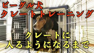 【ビーグル犬】【柴犬】【多頭飼育】【クレートトレーニング】ケージからクレートに変えることにしたので、クレートトレーニングをビーグル犬にすることにしました