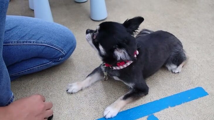 犬の幼稚園 ノアくんとトレーニング