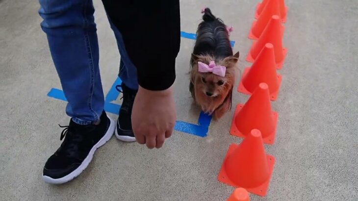 犬の幼稚園 花ちゃんとトレーニング