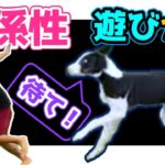 【しつけも大事だけど】遊びから生まれる犬と人の信頼関係