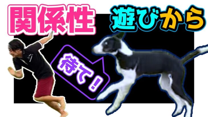 【しつけも大事だけど】遊びから生まれる犬と人の信頼関係