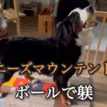 【バーニーズマウンテンドッグ】ボールを使ってのしつけ！？遊んでるだけ？【犬とお出掛け】【犬のしつけ】