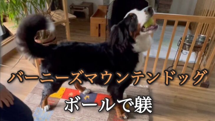 【バーニーズマウンテンドッグ】ボールを使ってのしつけ！？遊んでるだけ？【犬とお出掛け】【犬のしつけ】