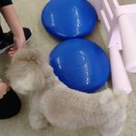 犬の幼稚園 ハニちゃんとトレーニング