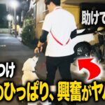 【出張しつけ】ラブラドールの散歩の興奮がヤバい…。【ドッグトレーナー実践】