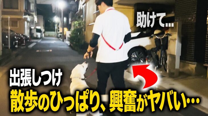 【出張しつけ】ラブラドールの散歩の興奮がヤバい…。【ドッグトレーナー実践】