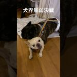 レベル1すぎる犬の喧嘩#しつけ #いぬ #フレンチブルドッグ #フレブル #多頭飼い#犬のいる生活 #家族 #親子 #癒し