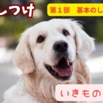 【いきものずかん】犬のしつけガイド　第1部：基本のしつけと準備