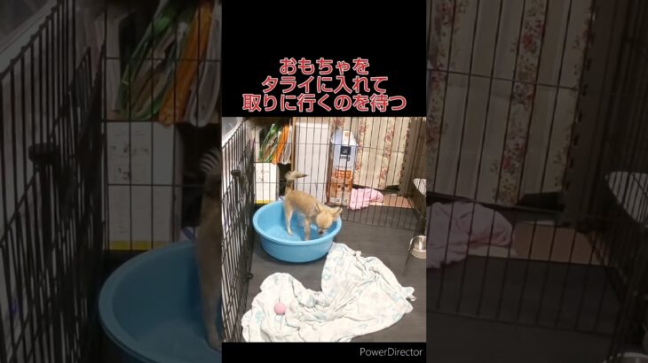 チワワを水に慣れさせる方法レベル1 #犬 #チワワ　#水　#しつけ #shorts