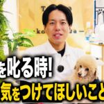 【しつけ】愛犬を叱ることについて！指導歴10年のプロ目線でこの5つに絶対に気をつけて欲しい！【プロドッグトレーナー】