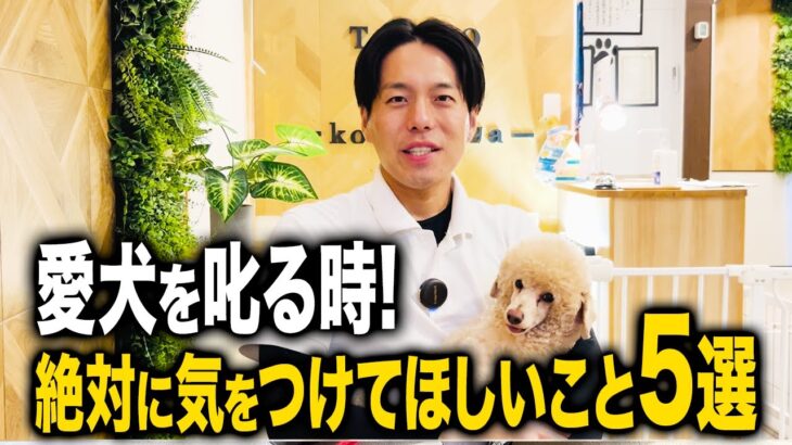 【しつけ】愛犬を叱ることについて！指導歴10年のプロ目線でこの5つに絶対に気をつけて欲しい！【プロドッグトレーナー】