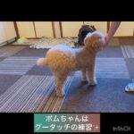 【犬の幼稚園】10月6日の様子 #豊田駅 #犬のしつけ #ドッグスクール #犬の幼稚園#犬のトレーニング #動物看護師兼トレーナー #犬好き #ケージフリー #ペットホテル #パピークラス