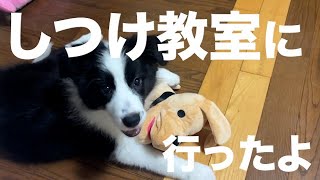 しつけ教室に行ってきた【ハヤテのおへや#2】