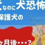 驚きの変化！これが正しいトレーニングの力/元保護犬3歳